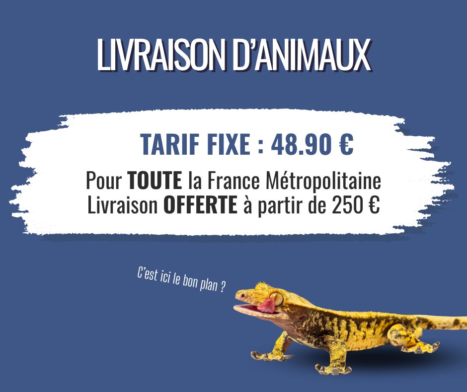 📢 Bonne nouvelle pour tous les passionnés de reptiles ! 🦎🐍
On a bossé dur pour négocier un tarif de livraison d’animaux qui va vous faire plaisir 👇
🚚 Livraison d’animaux à PRIX FIXE : 48,90 € partout en France !
 🎁 Livraison OFFERTE dès 250 € d’achats (sur toutes les commandes contenant des animaux vivants) !
Ce n’est pas une promo mais bien le nouveau tarif appliqué dès maintenant ! 
➡️ C’est le moment de craquer pour votre futur pensionnaire !

#reptiles #terrariophilie #reptilelover #lezard #serpent #terrario