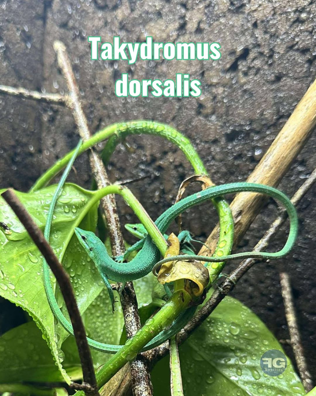 [Takydromus dorsalis] 

Le lézard de Sakishima est un petit lézard arboricole asiatique. Sa queue mesure 5 fois la taille de son corps ! 

D’aspect svelte et semblant petit, cette longue queue couplée à une forte activité rendent un grand terrarium planté indispensable.

C’est dans cet environnement que vous pourrez observer au mieux votre groupe évoluer ! Vous profiterez de leurs couleurs vert turquoise et de leurs déplacements incessants. 

Offrez un point chaud à 28°, des insectes et des fruits (Repashy, Gecko Nutrition) en nourriture, des UVB à 6% et vous voilà prêt.e à prendre soin de ce magnifique lézard trop peu représenté ! 

 #terrariophilie #reptiles #takydromus #takydromusdorsalis #lizardlover