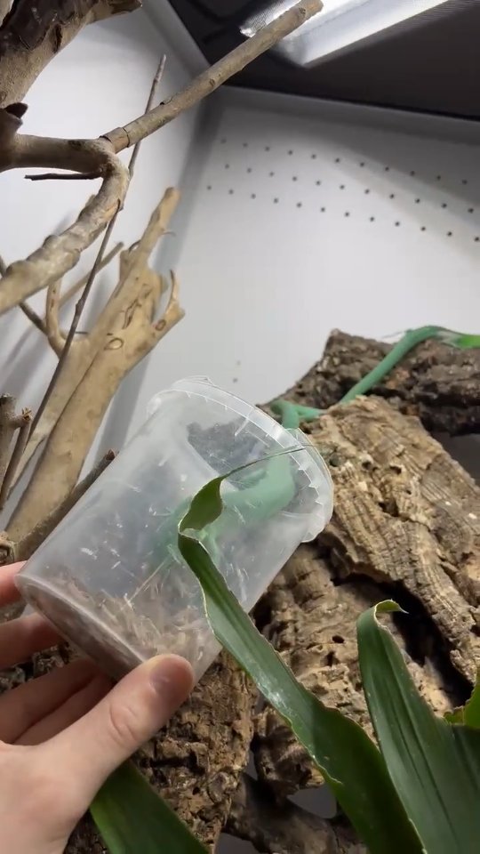 Notre couple reproducteur de Gastropholis prasina. Ils viennent même manger à la main 🥰 

Toujours actifs, c'est une espèce hyper intéressante à observer et avec laquelle interagir avec de la patience. 

Prévoir un grand terrarium pour bien les observer. 

#gastropholisprasina #lizardlover #terrariophilie #reptilekeeper #fgreptiles