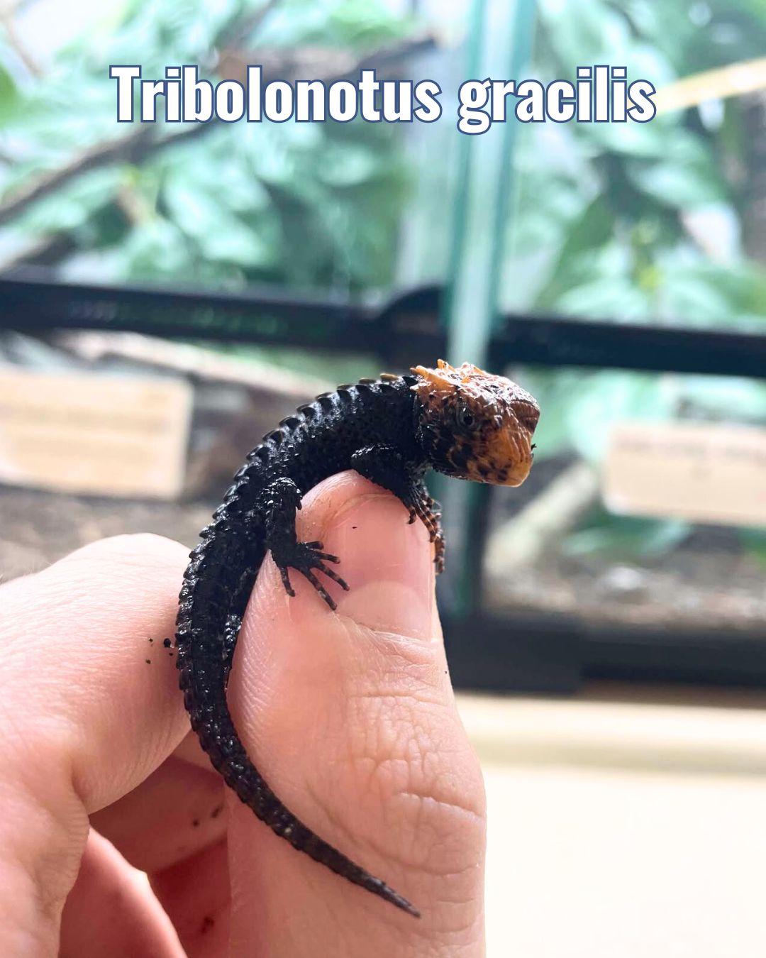 [Présentation d'espèce] Tribolonotus gracilis

Un mini crocodile fascinant à observer ! 🐊

Tribolonotus gracilis ou scinque crocodile aux yeux rouges est une petite espèce de 20 cm. Un spécimen seul pourra se contenter d’un terrarium de 60 x 45 x 45 bien aménagé, mais un 90 x 45 x 45 permettra de réaliser un environnement plus riche pour un couple.

Ce petit lézard vit dans les forêts humides de Nouvelle-Guinée, où il apprécie nager dans les mares et cours d’eau. Un terrarium planté avec un substrat d'humus profond, voire un aquaterrarium avec petit bassin sont donc idéaux ! 

Nécessitant des températures assez faibles (28° maximum, 20 à 25° idéalement), il est plus facile à élever dans le Nord de la France. Les paramètres nécessiteront d'être surveillés dans les régions chaudes, les hautes températures lui étant fatales. 

Un lézard insectivore idéal pour les amateurs de biotope, d’observation et de terrariums plantés ! 🦗🐌🌱

Des spécimens nés en captivité en France seront prochainement disponibles sur fgreptiles.eu, soyez attentifs 🧐 

 #terrariophilie #lizardlover #reptilekeeper #tribolonotusgracilis
